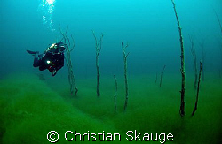 Underwater forest in lake Lygnstøylsvatnet, Norway. by Christian Skauge 